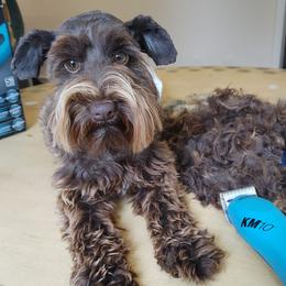 Miniature Schnauzers from Parti Favor Schnauzers