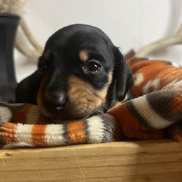 Boy 2 - Dachshund puppy in Arizona from Black Oak Dachshunds