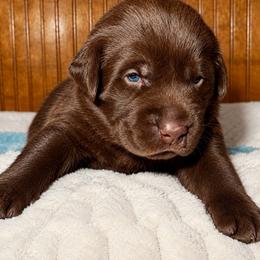 Black - Chocolate male Labrador Retriever puppy in Gainesville, Georgia from Rucker Retrievers