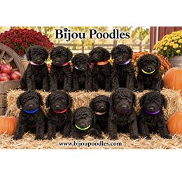 Poodle puppies from Bijou Standard Poodles