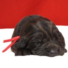 Maple Female Red Collar - Brown female Newfoundland puppy in Dalton, Ohio from Newfforu