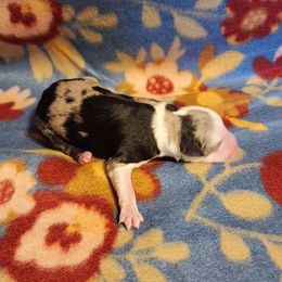 Australian Shepherd and Miniature Australian Shepherd Puppies from Hidden Leaf Aussies