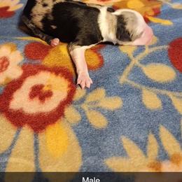 Australian Shepherd and Miniature Australian Shepherd Puppies from Hidden Leaf Aussies