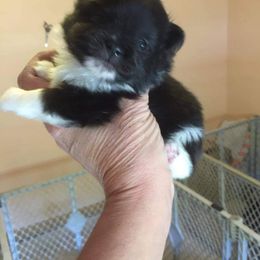 Pomeranian Puppies from Azur Pomeranians