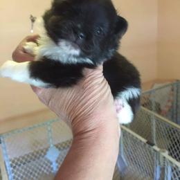 Pomeranian Puppies from Azur Pomeranians