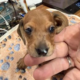 Dachshund Puppies from Witchy Woman’s Wiener’s