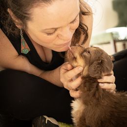 Aussiedoodle Puppies from Dinah Doodles and Aussies