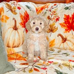 Sugar - Fawn and white female Sheepadoodle puppy in Austin, Texas from Darling Doodles