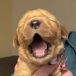 Pink collar - Dark golden female Golden Retriever puppy in Indianapolis, Indiana from ZuGolden Retrievers & Doodles