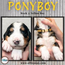 Ponyboy - Tri-color male Bernedoodle puppy in Boiling Springs, South Carolina from OlliePups, LLC