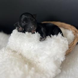 Winter - Black female Bordoodle puppy in Valley Center, California from Circle R Valley Bordoodls