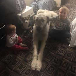 Irish Wolfhound and Pomsky All Grown Up from Bingo's Puppies