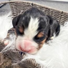 Pink - Black rust and white female Bernese Mountain Dog puppy in Marne, Michigan from MI Doodles