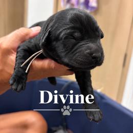 Divine - Black male Labrador Retriever puppy in Baldwin City, Kansas from Hedge Lane Labradors