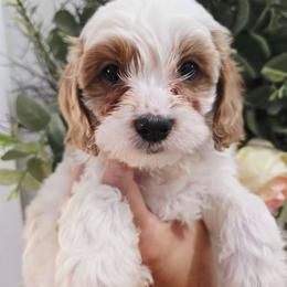 Forest - Blenheim male Cavapoo puppy in Roseville, California from Heavenly Goldendoodles