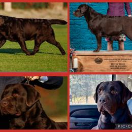 Labrador Retriever puppies from SR Labrador Retrievers
