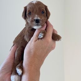 Goldendoodle puppies from Goosehill Doodles