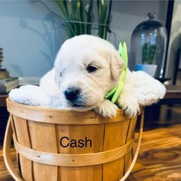 Boy 7 - Light golden male Golden Retriever puppy in Oconto, Wisconsin from Abbie's Golden Retrievers
