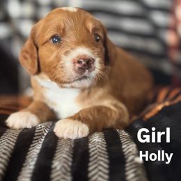 Holly - Red  female Goldendoodle puppy in Morriston, Florida from Florida's Joyful Goldendoodles