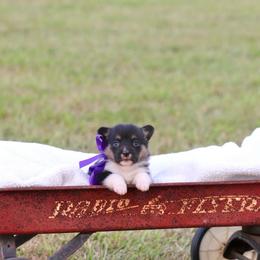 Girl 1 Purple - Black and tan female Pembroke Welsh Corgi puppy in Ville Platte, Louisiana from Flat town corgis