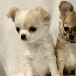 Chihuahuas from Sapphire Chihuahuas
