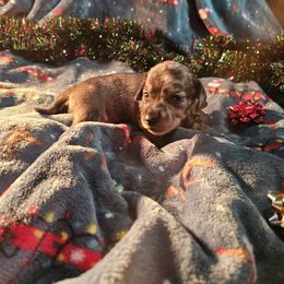 Holly - Dapple female Dachshund puppy in Cardington, Ohio from A & J Miniature Dachshunds & Bulldogs