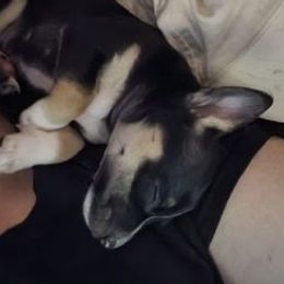 Chihuahuas from Robyn's Chihuahuas