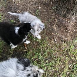 Shetland Sheepdog Puppies from Landers Majestic Shetland Sheepdogs