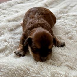 Adam - Red sable male Havanese puppy in Wappapello, Missouri from Titanium Havanese LLC