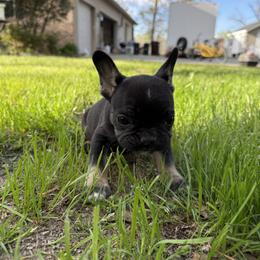 French Bulldog Puppies from Black Water Frenchies