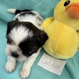 Goldie - Tricolor Shih Tzu puppy in Marshfield, Missouri from Hillside Loop Kennel LLC