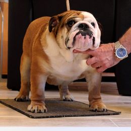 Truman - Bulldog