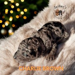 Charlie Brown - Merle male Goldendoodle puppy in Sterling, Connecticut from Justine’s Retrievers and Doodles
