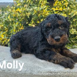 Molly - Phantom female Bernedoodle puppy in Blackfoot, Idaho from Draper Mountain Doodles