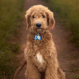 Bernedoodles and Golden Mountain Doodles from Cumberland Companions