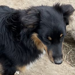 Sierra - Australian Shepherd