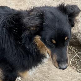Sierra - Australian Shepherd