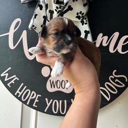 Red Female - Red and white female Shihpoo puppy in Asheboro, North Carolina from Southern Bred Pups