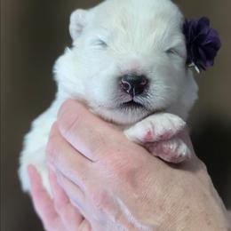 Purple girl - White and biscuit female Samoyed puppy in Elwell, Michigan from Limelight Samoyeds