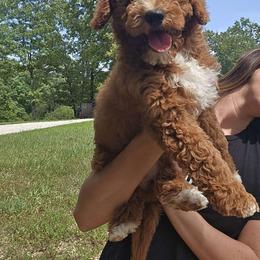Aspen - Goldendoodle puppy from K&K's Puppy Kingdom