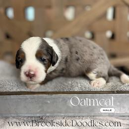 Oatmeal - Blue merle male Bernedoodle puppy in Temecula, California from Brookside Bernedoodles