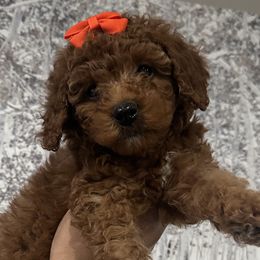 Goldendoodles and Poodles from Chitownpupz