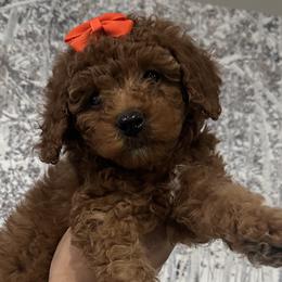 Goldendoodles and Poodles from Chitownpupz