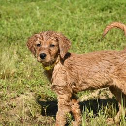 Yellow Female - Dark golden female Golden Retriever puppy in Milan, Tennessee from Ivy League Golden Retrievers