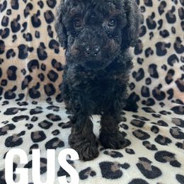 Gus - Phantom male Poodle puppy in Warrensburg, Missouri from Supreme Doodles