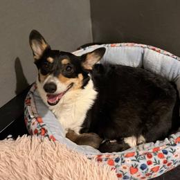 Tea Lily - Pembroke Welsh Corgi