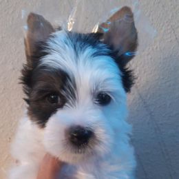 Shih Tzu and Yorkshire Terrier Puppies from Thorntons Fur Crew