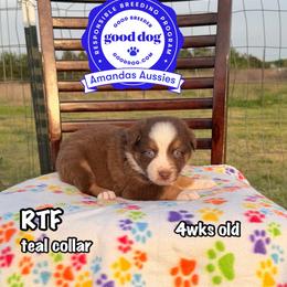 RTF Teal collar - Red tri-color female Australian Shepherd puppy in Greenville, Texas from Amandas Aussies
