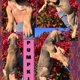 PUMPKIN - Fawn female Great Dane puppy in Wellsville, New York from Prophecy Danes