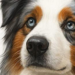 Australian Shepherds from Swamp Puppy Canine Kennel